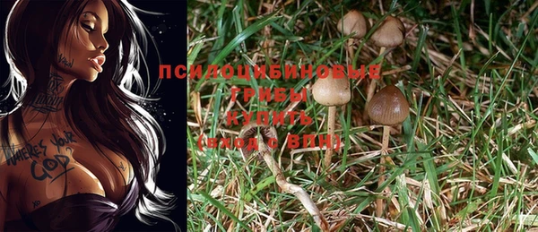 ешки Аркадак